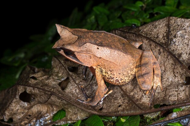 Foto nahaufnahme eines tierschädels auf trockenen blättern