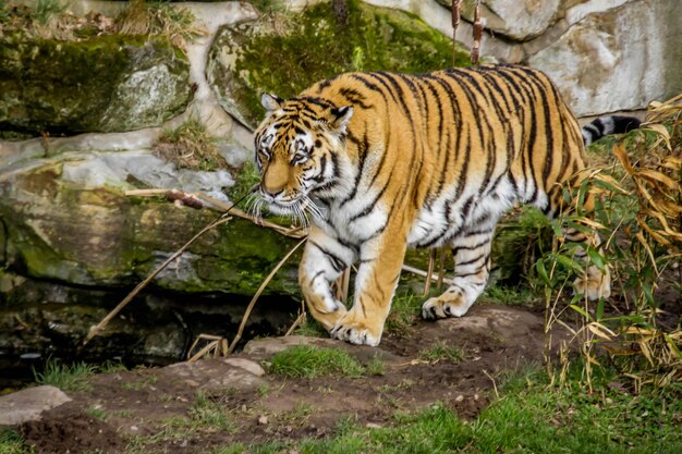 Foto nahaufnahme eines tiger, der im freien spazieren geht