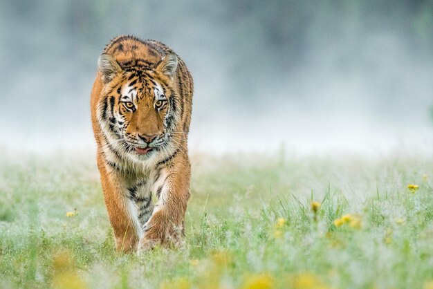 Foto nahaufnahme eines tigers auf dem feld