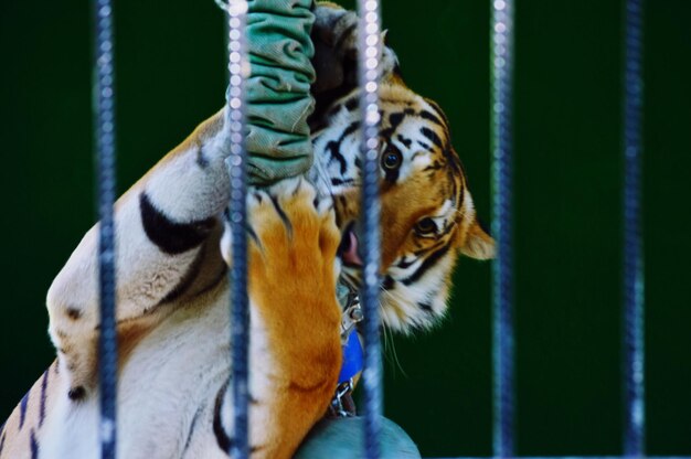 Foto nahaufnahme eines tigers, der im käfig spielt