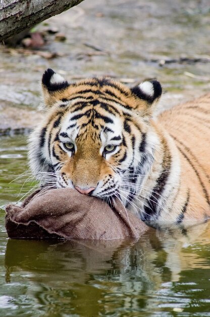 Foto nahaufnahme eines tigers im see