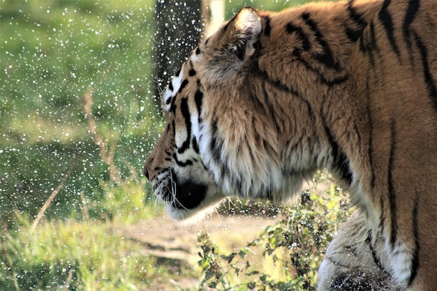 Foto nahaufnahme eines tigers im wasser