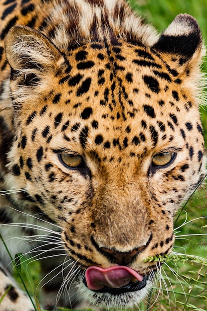 Nahaufnahme eines Tigers im Zoo