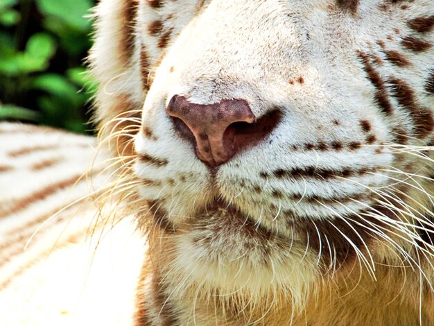 Foto nahaufnahme eines tigers