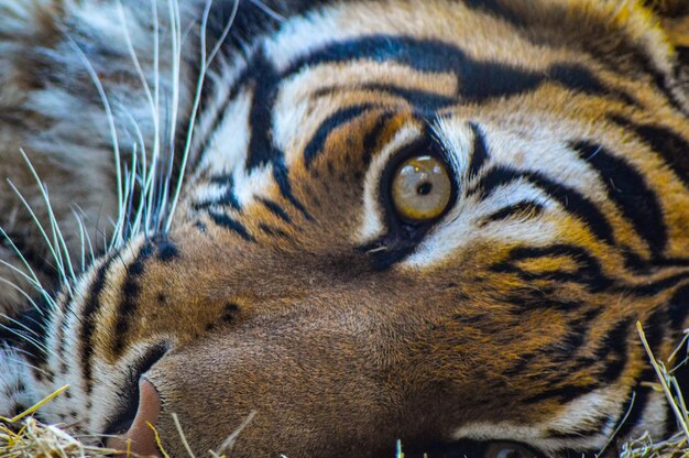 Foto nahaufnahme eines tigers