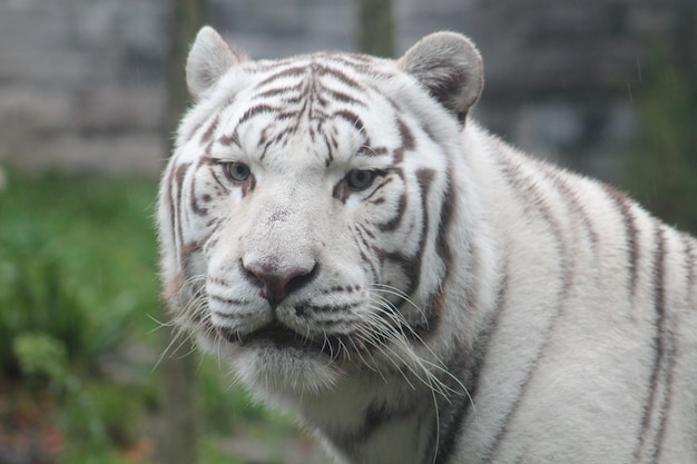 Nahaufnahme eines Tigers