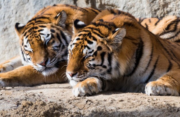 Nahaufnahme eines Tigers