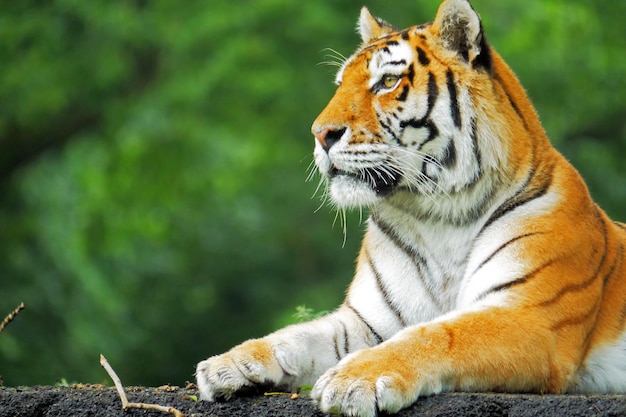 Nahaufnahme eines Tigers