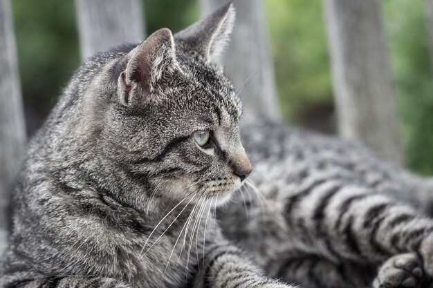 Foto nahaufnahme eines tigers