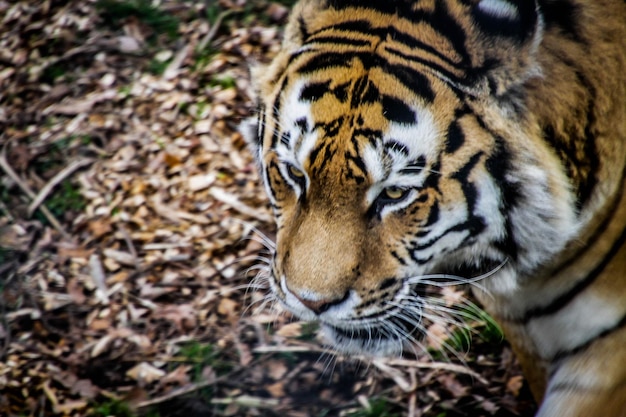 Foto nahaufnahme eines tigers