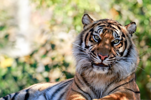 Nahaufnahme eines Tigers