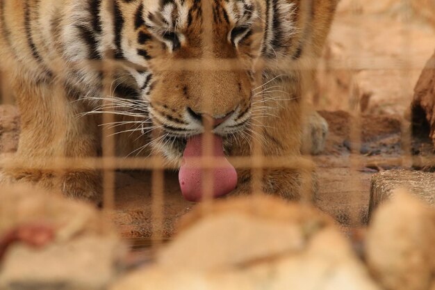 Foto nahaufnahme eines tigers