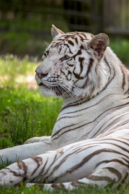 Foto nahaufnahme eines tigers