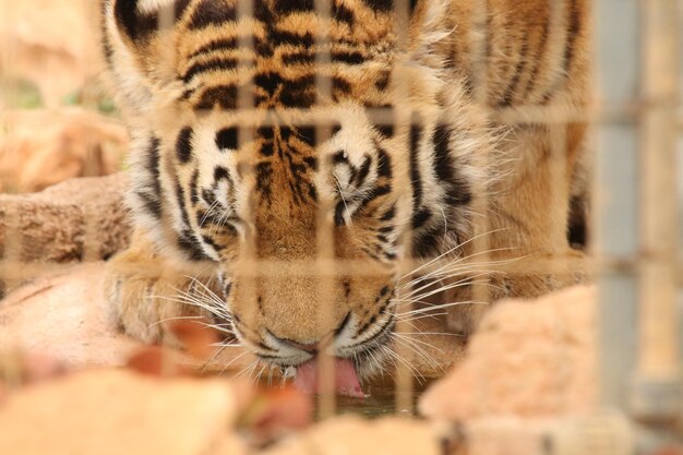 Foto nahaufnahme eines tigers