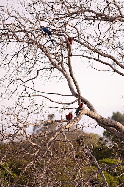 Foto nahaufnahme eines trockenen baumes mit blauem ara und scharlachrotem ara