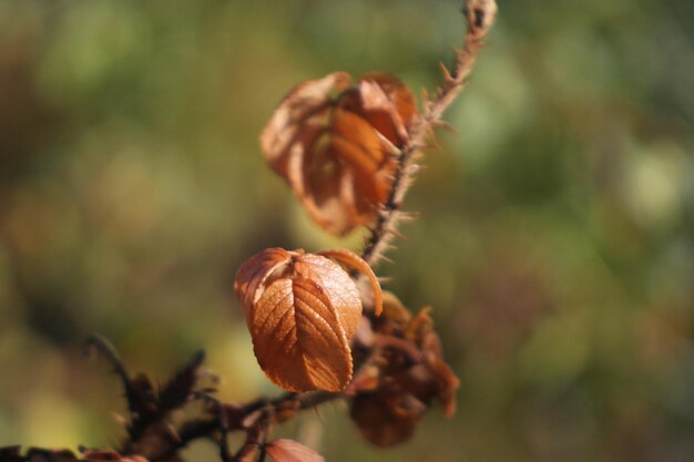 Foto nahaufnahme eines trockenen blattes auf einem baum