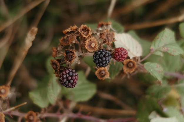 Nahaufnahme eines trockenen Brombeerbusches mit wachsenden Beeren