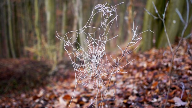 Foto nahaufnahme eines trockenen spinnwebes auf einer pflanze im feld