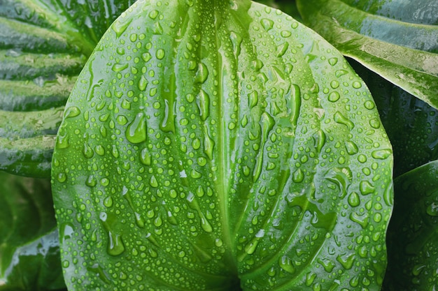 Nahaufnahme eines tropischen Blattes mit Wassertropfen. Tau auf tropischen Blättern