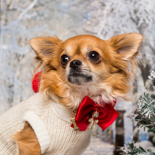 Nahaufnahme eines verkleideten Chihuahua in einer Winterlandschaft, weg schauend