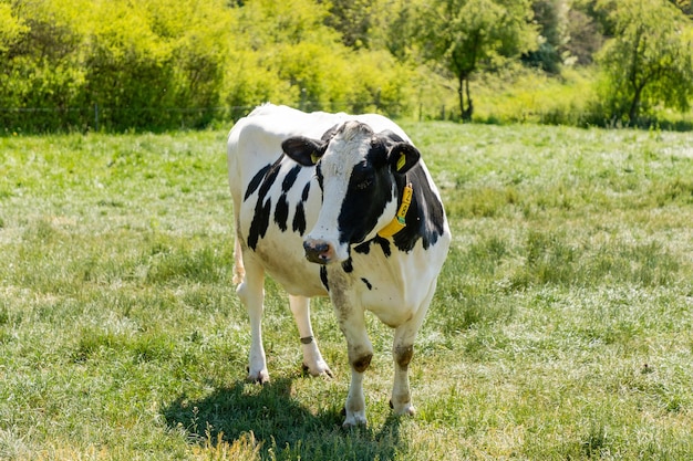 Nahaufnahme eines Viehs auf einer Weide an einem sonnigen Tag