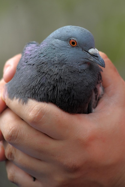 Foto nahaufnahme eines vögels, der einen vogel in der hand hält
