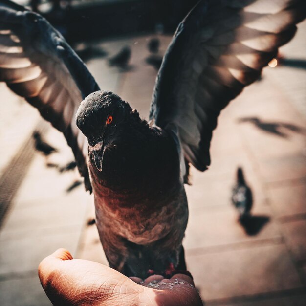 Foto nahaufnahme eines vögels, der einen vogel in der hand hält