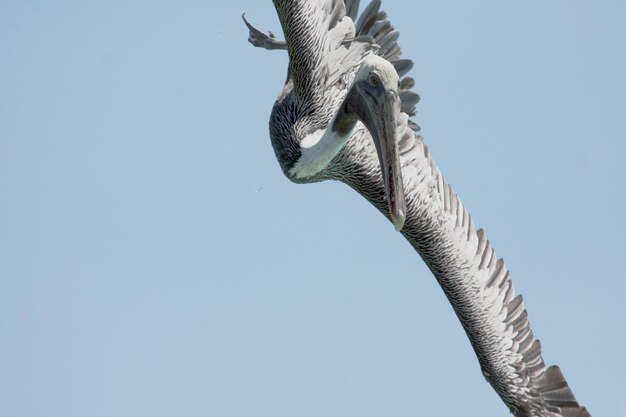 Nahaufnahme eines Vögels, der gegen einen klaren blauen Himmel fliegt