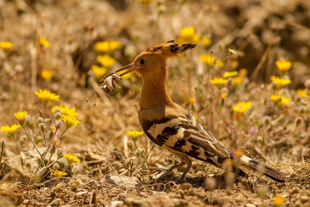 Foto nahaufnahme eines vogels an land