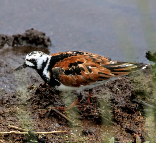 Foto nahaufnahme eines vogels auf dem feld