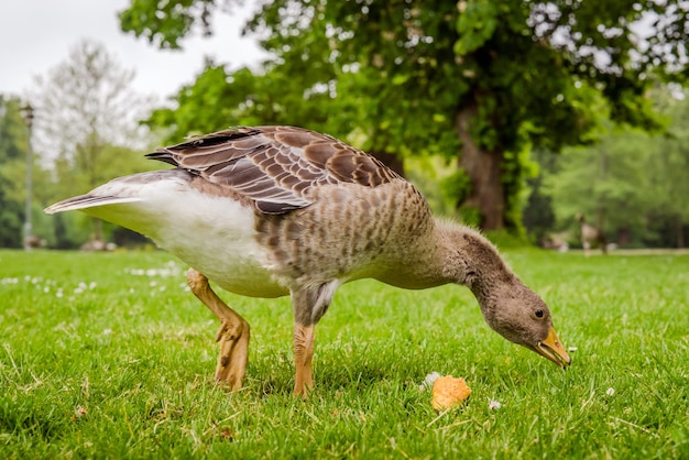 Foto nahaufnahme eines vogels auf dem feld