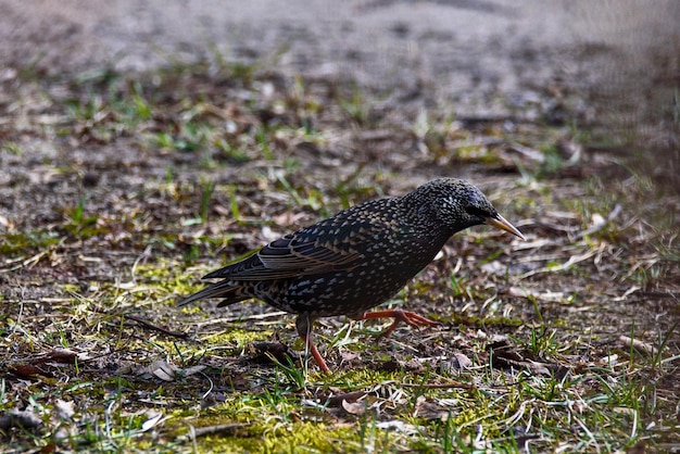 Foto nahaufnahme eines vogels auf dem feld