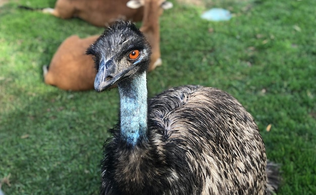 Foto nahaufnahme eines vogels auf dem feld