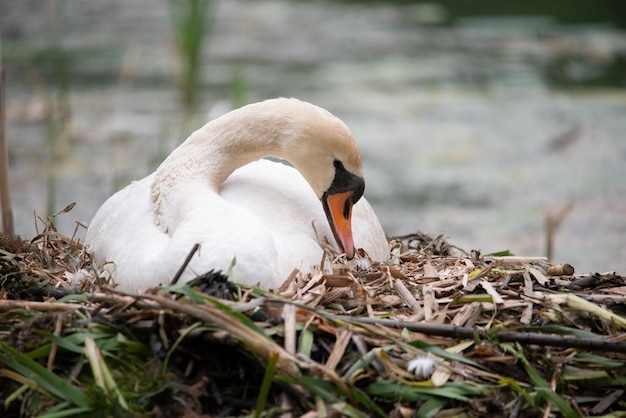 Foto nahaufnahme eines vogels auf dem feld