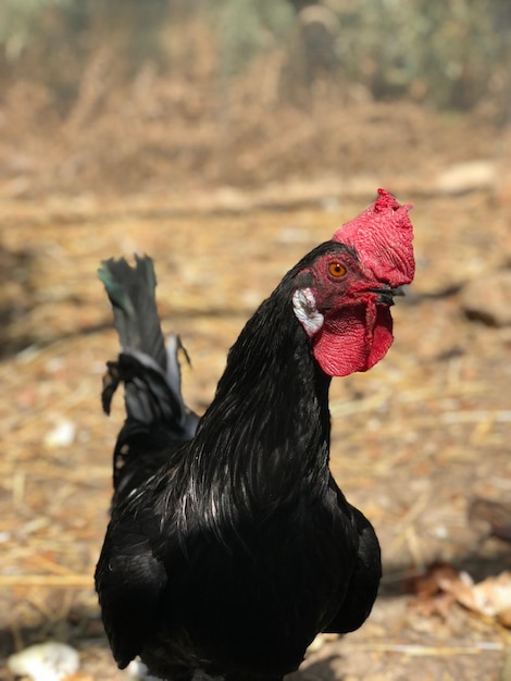 Nahaufnahme eines Vogels auf dem Feld