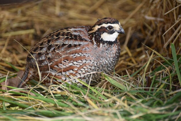 Foto nahaufnahme eines vogels auf dem feld