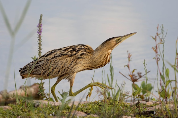 Foto nahaufnahme eines vogels auf dem feld