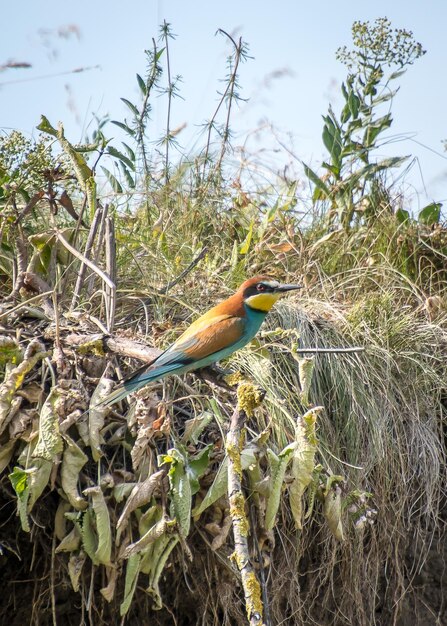 Foto nahaufnahme eines vogels auf dem feld