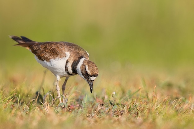 Nahaufnahme eines Vogels auf dem Feld