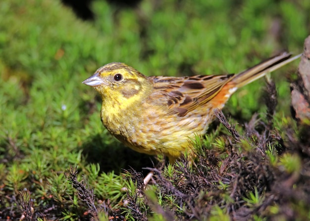 Foto nahaufnahme eines vogels auf dem feld