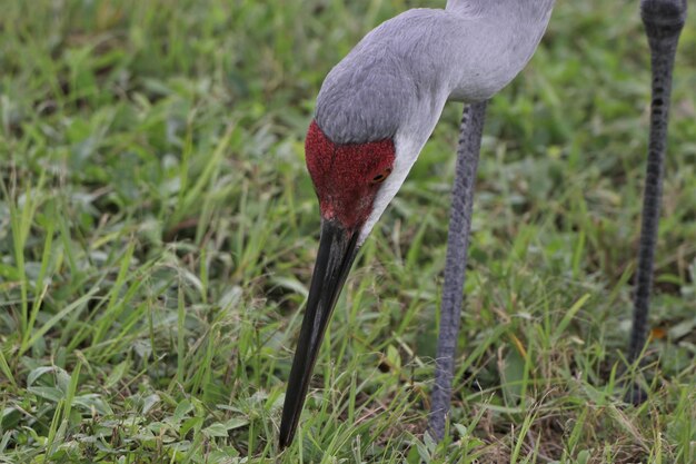 Foto nahaufnahme eines vogels auf dem feld