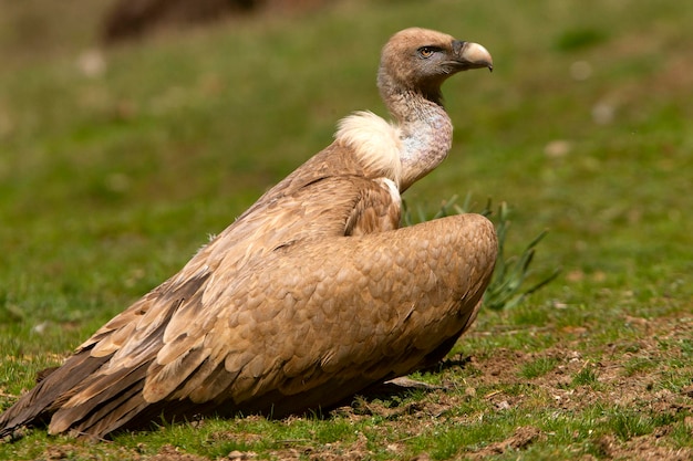 Nahaufnahme eines Vogels auf dem Feld