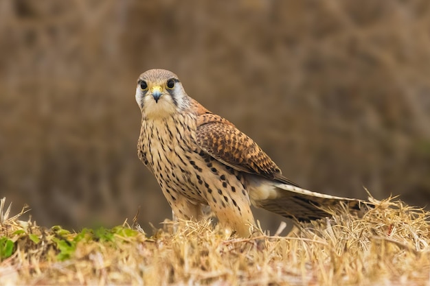 Nahaufnahme eines Vogels auf dem Gras im Wald