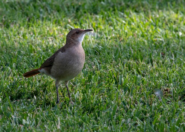 Nahaufnahme eines Vogels auf dem Gras
