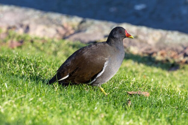 Foto nahaufnahme eines vogels auf dem gras