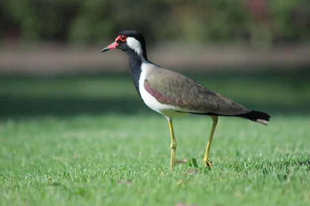 Foto nahaufnahme eines vogels auf dem gras