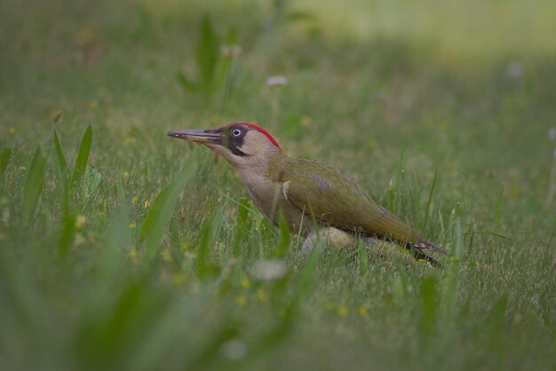 Nahaufnahme eines Vogels auf dem Gras