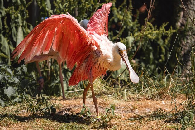 Foto nahaufnahme eines vogels auf dem land