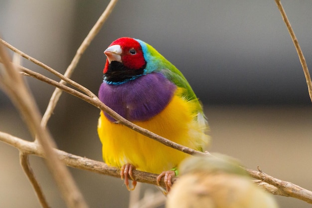 Foto nahaufnahme eines vogels auf dem stamm