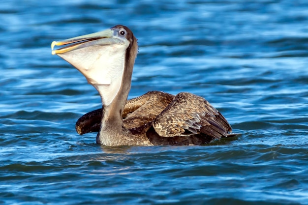 Foto nahaufnahme eines vogels auf dem wasser